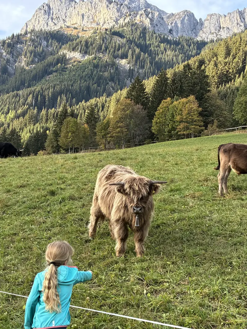 Mathilda bei den Kälbern auf der Weide direkt hinter dem Sunneschlössli, dahinter die Rote Flüh