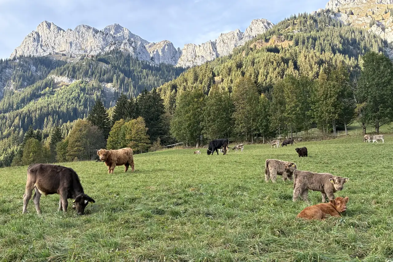 Kühe und Kälber auf der Weide direkt hinter dem Sunneschlössli in Nesselwängle, dahinter die Rote Flüh, hinter ihr der Gimpel