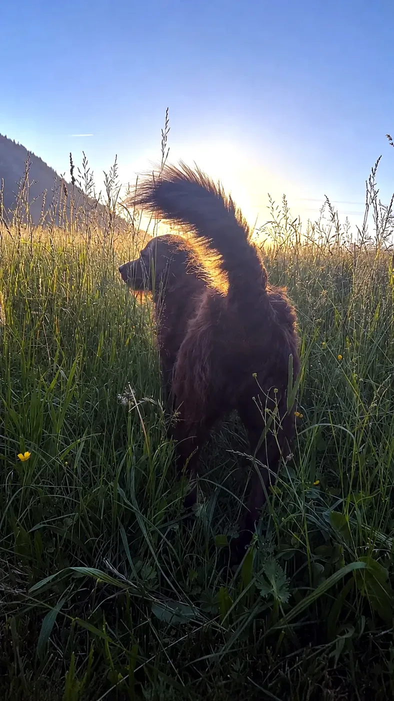 Oskar the dog in the summer meadow by the Sunneschlössli, Tannheimer Tal