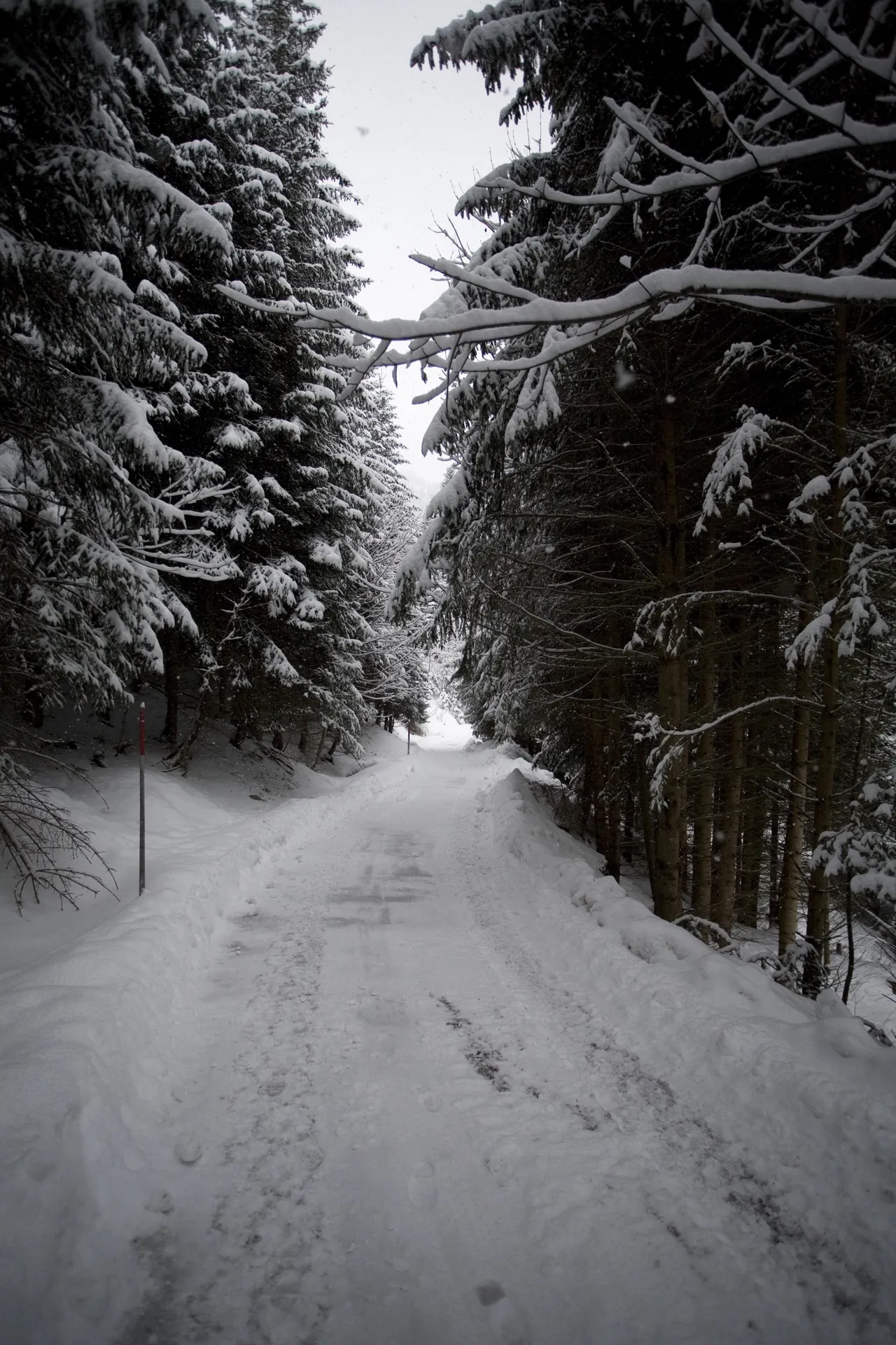 Ein geräumter Waldweg zwischen verschneiten Fichten bei Schneefall