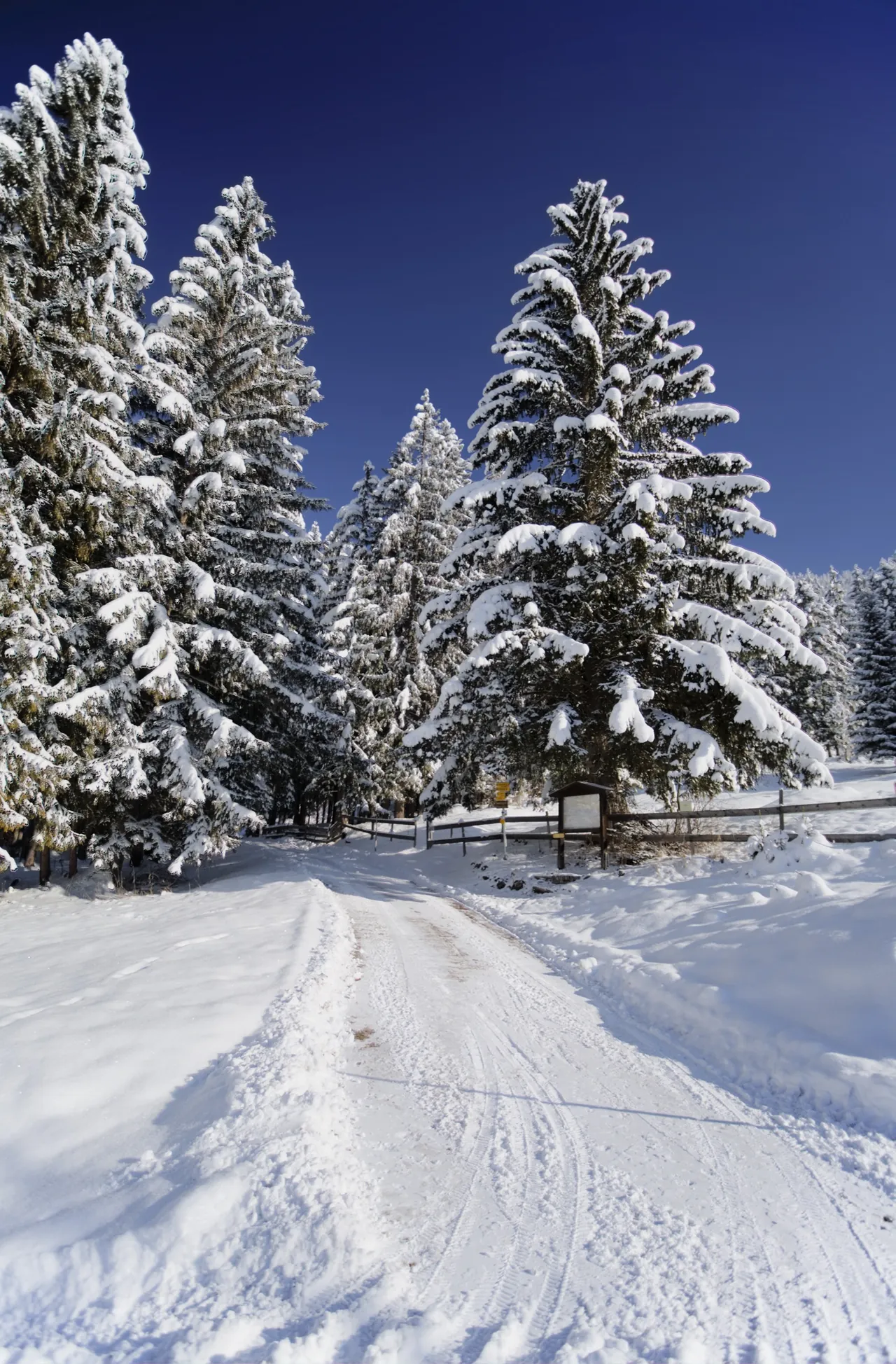Ein geräumter Winterweg führt zu einem Wegweiser unter dick verschneiten Fichten